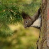 Veverka obecna - Sciurus vulgaris - Red squirrel 7577